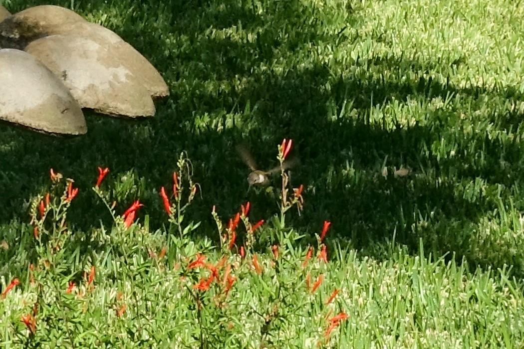 Colibrí Gorjirrubí - ML484993001