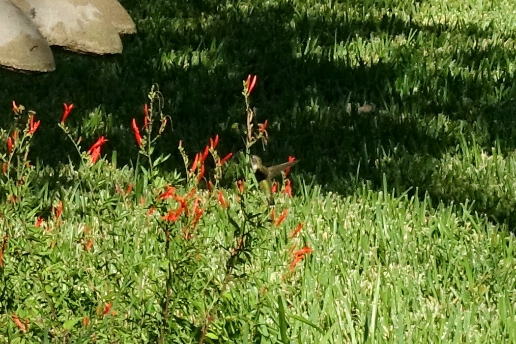 Colibrí Gorjirrubí - ML484993061