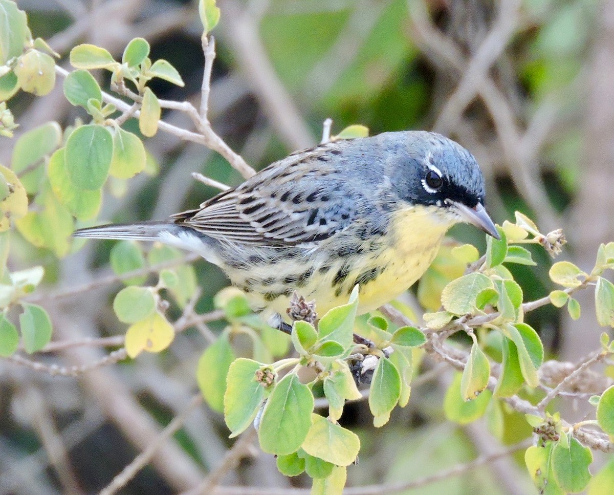 Kirtland's Warbler - ML48499311