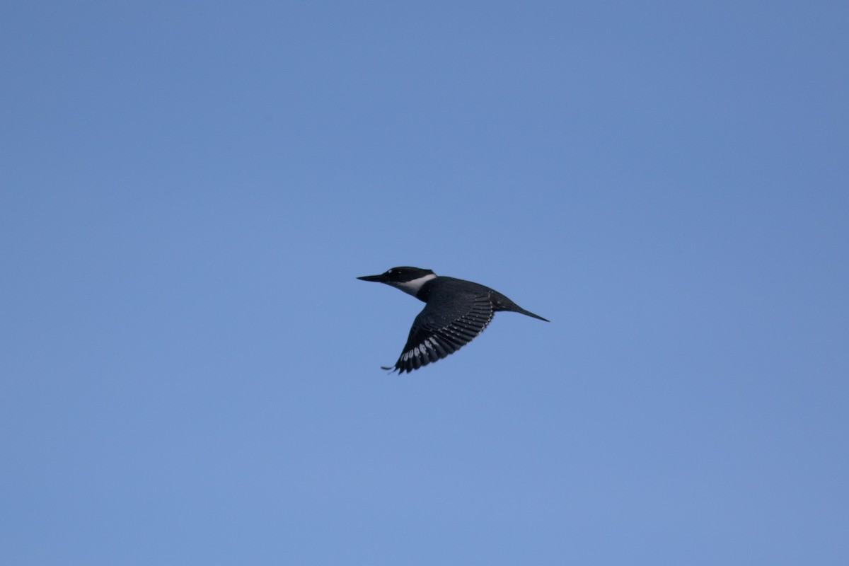 Belted Kingfisher - ML484993441