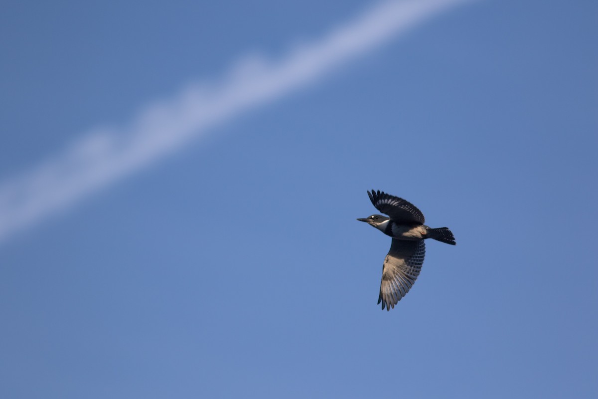 Belted Kingfisher - ML484993451