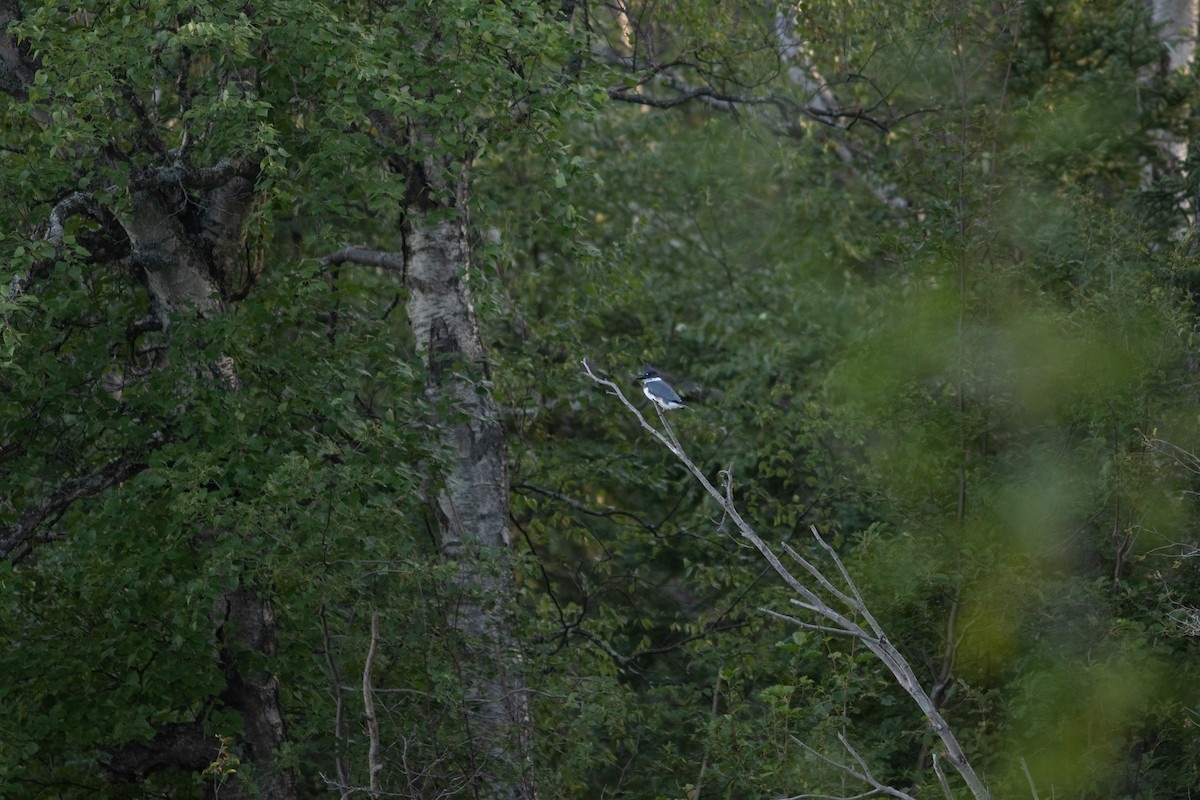 Belted Kingfisher - ML484993461