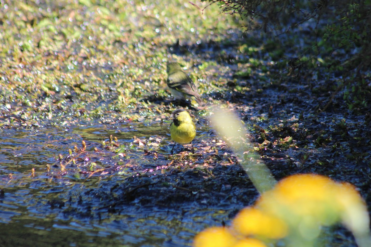 Black-chinned Siskin - ML484993611