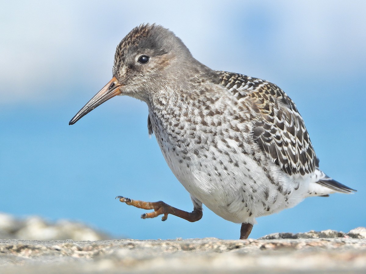 Purple Sandpiper - Simon Tolzmann