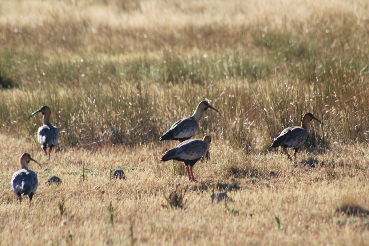 Black-faced Ibis - ML484994261