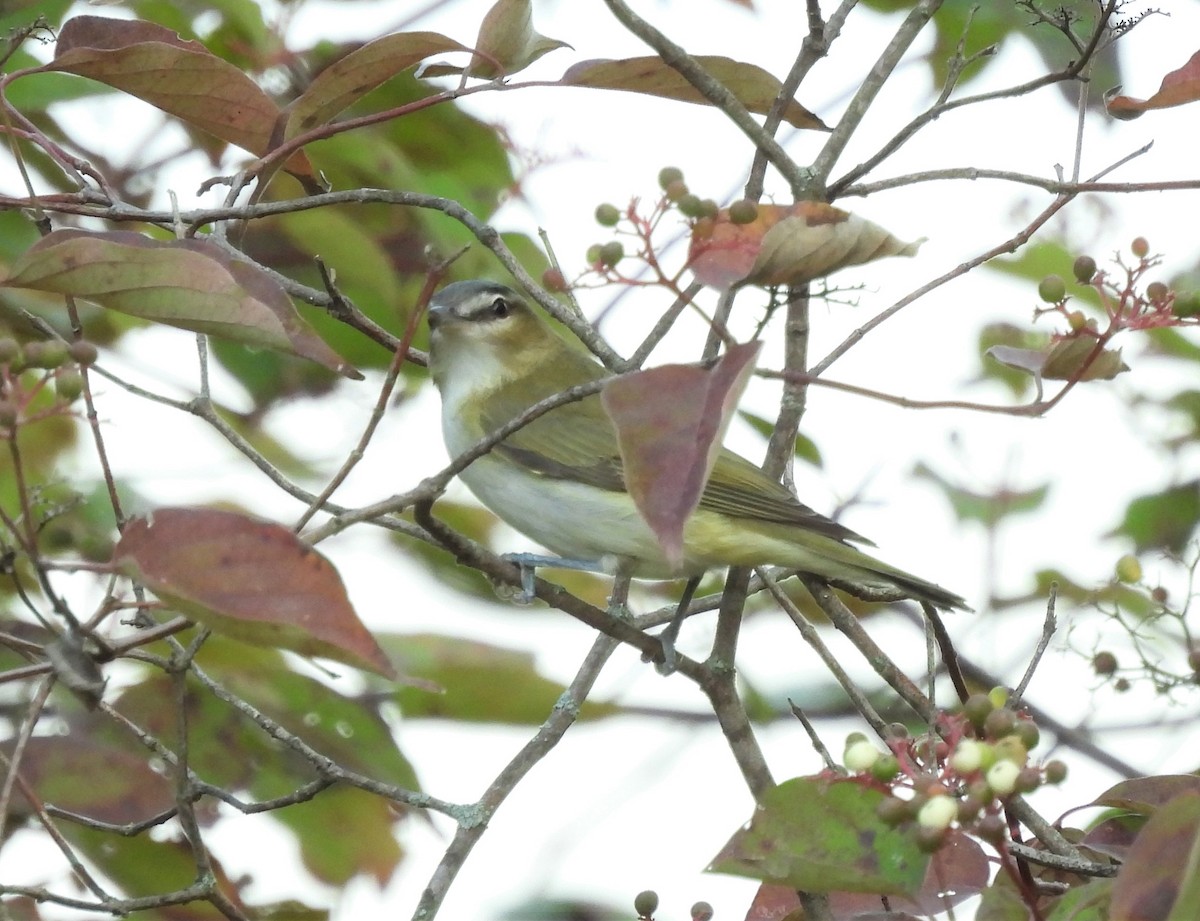 Red-eyed Vireo - ML484994791