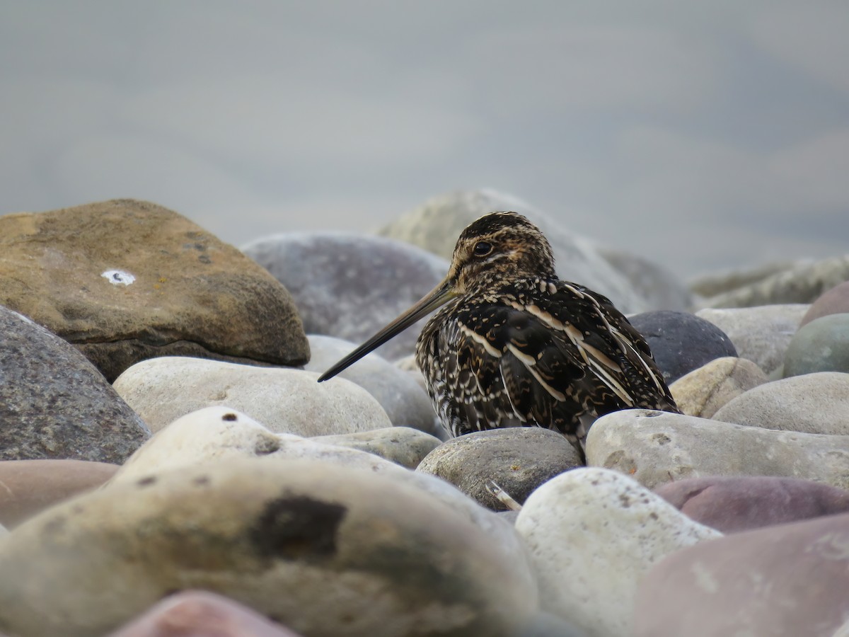 Wilson's Snipe - ML484995211