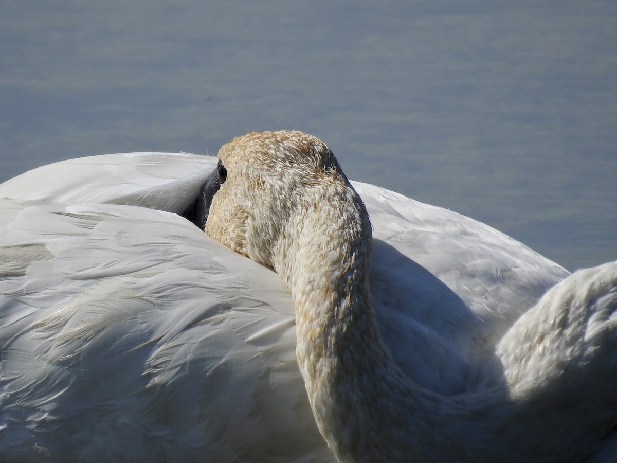 Trumpeter Swan - jerod peitsmeyer