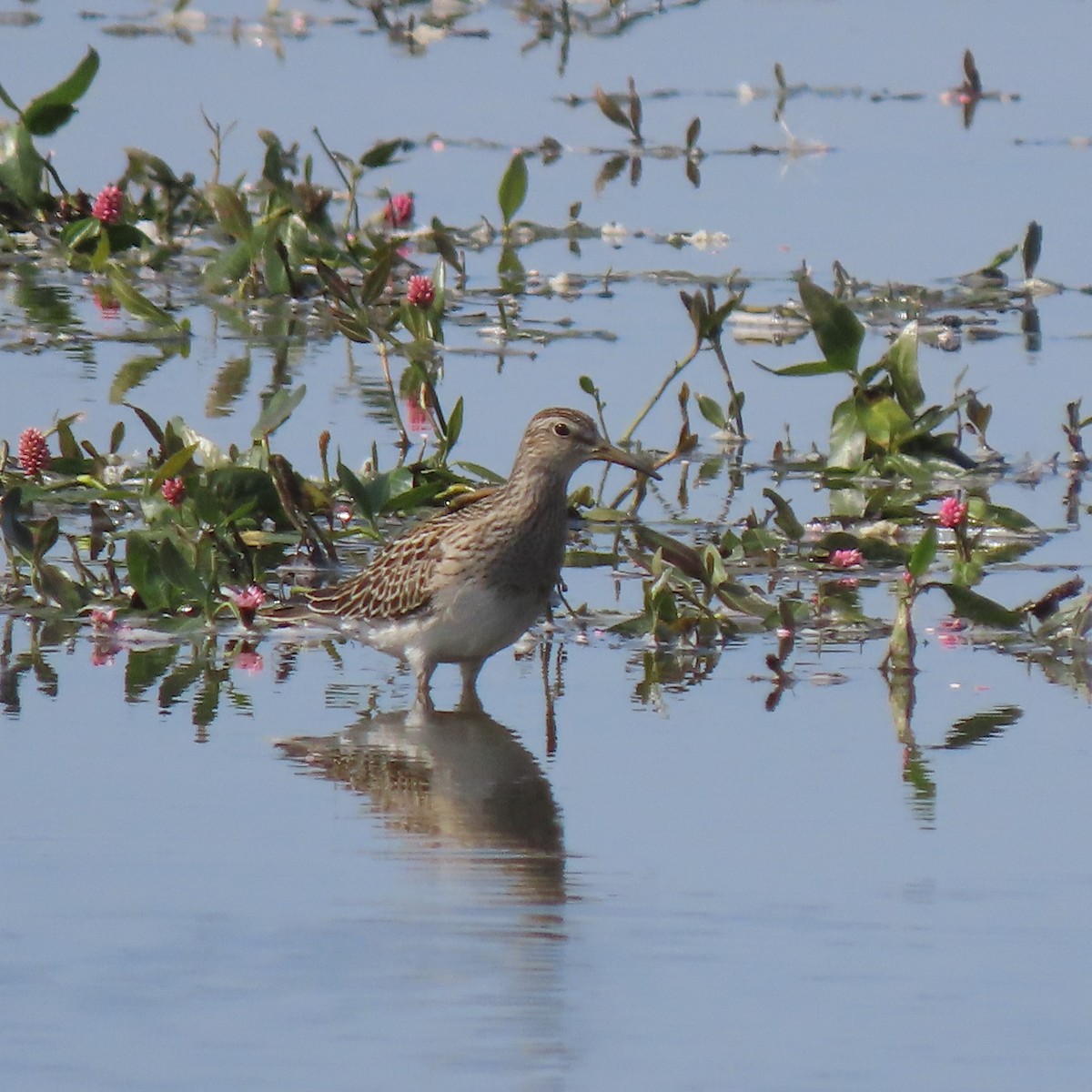 Bécasseau à poitrine cendrée - ML484995861