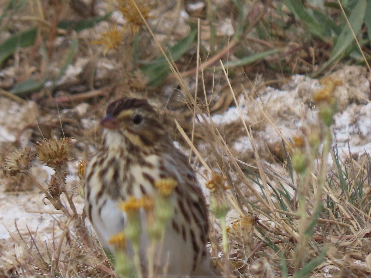 Savannah Sparrow - ML484996051