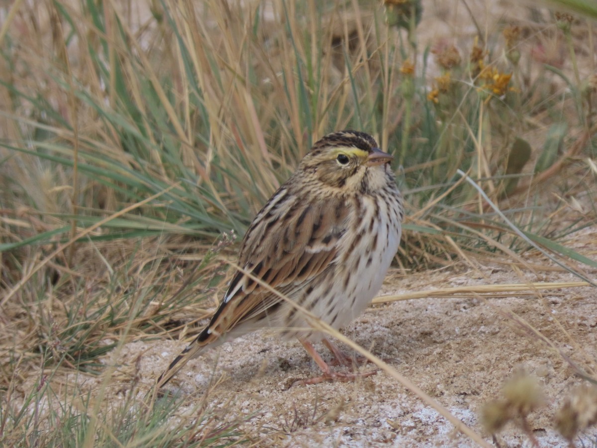 Savannah Sparrow - ML484996061