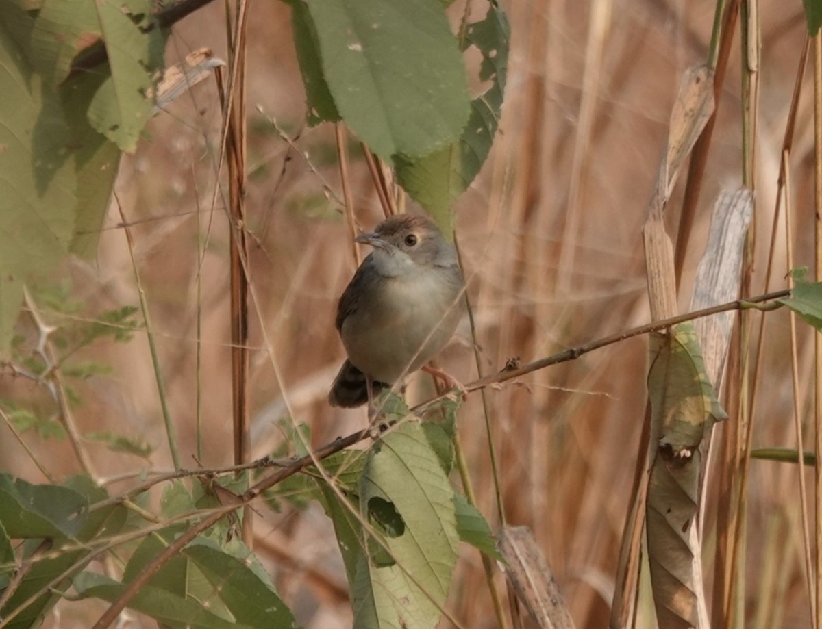 Bubbling Cisticola - ML484996971