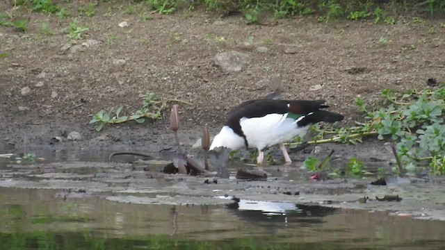 Radjah Shelduck - ML484997731