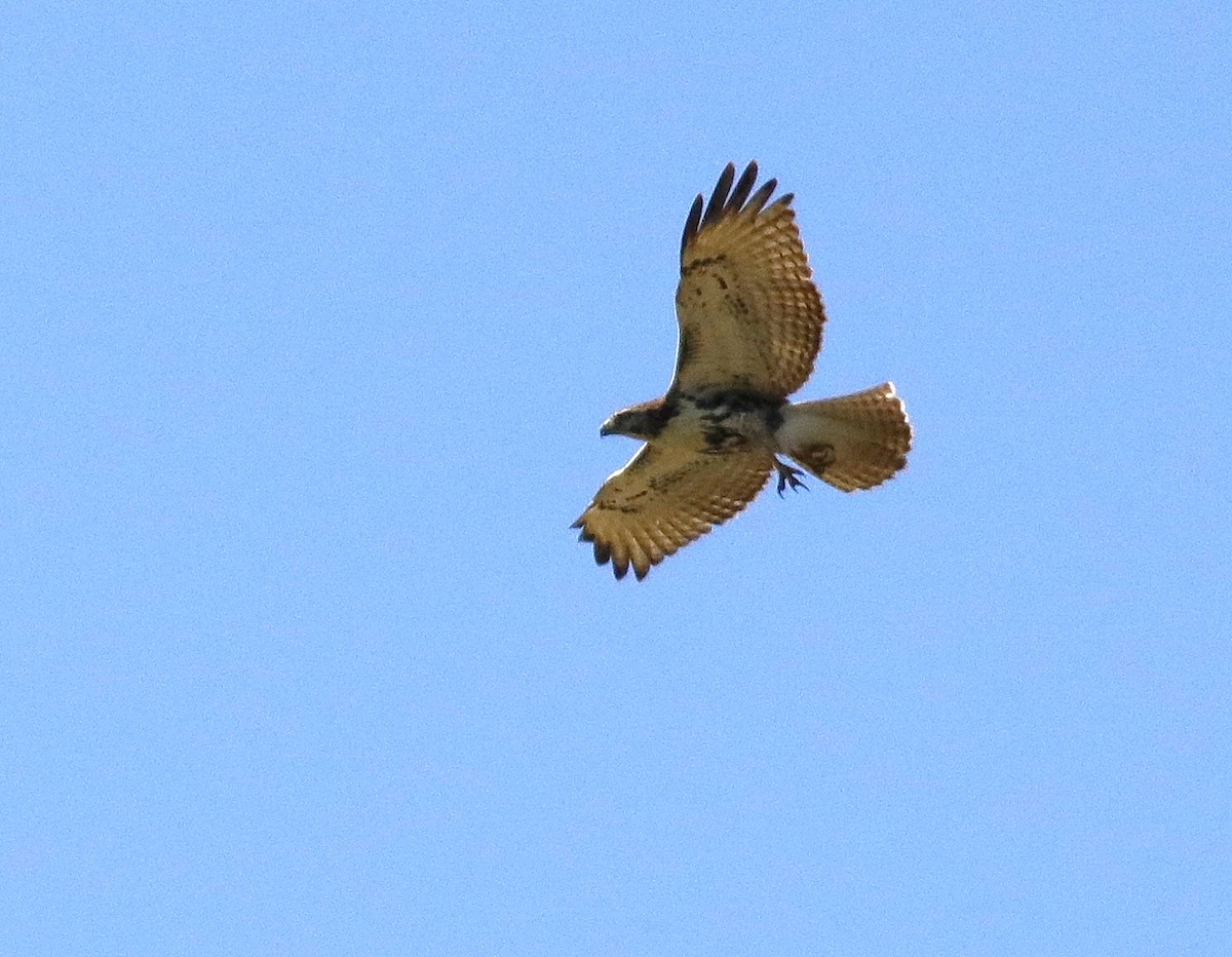 Red-tailed Hawk - ML484998951