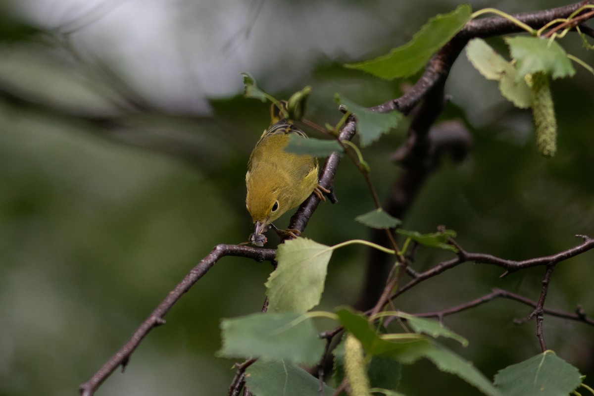 Yellow Warbler - ML484999301