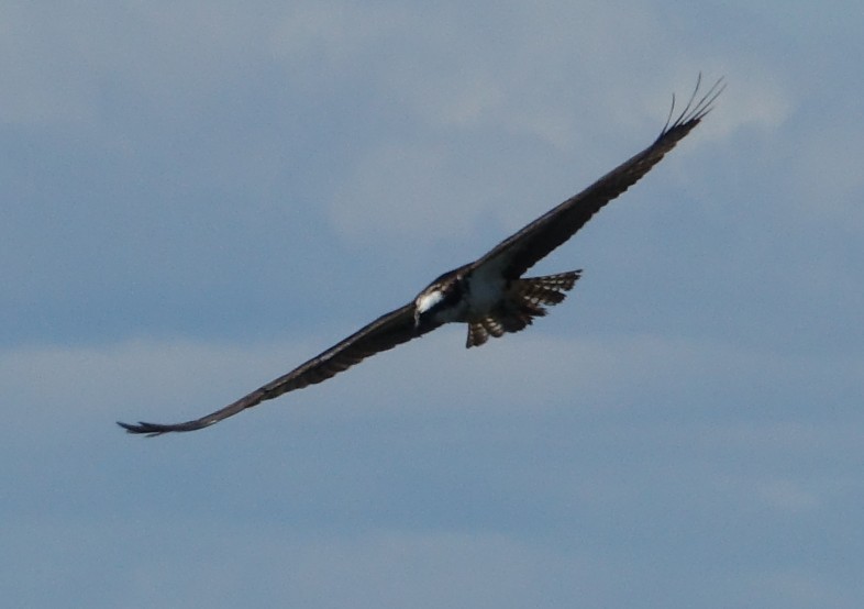 Balbuzard pêcheur - ML485000301