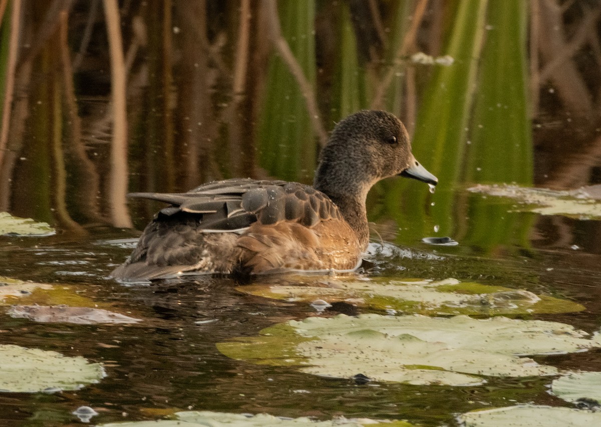 American Wigeon - Francois Dubois