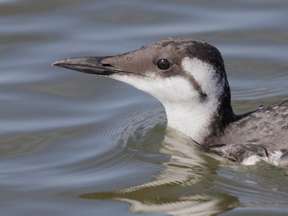 Common Murre - ML485000891