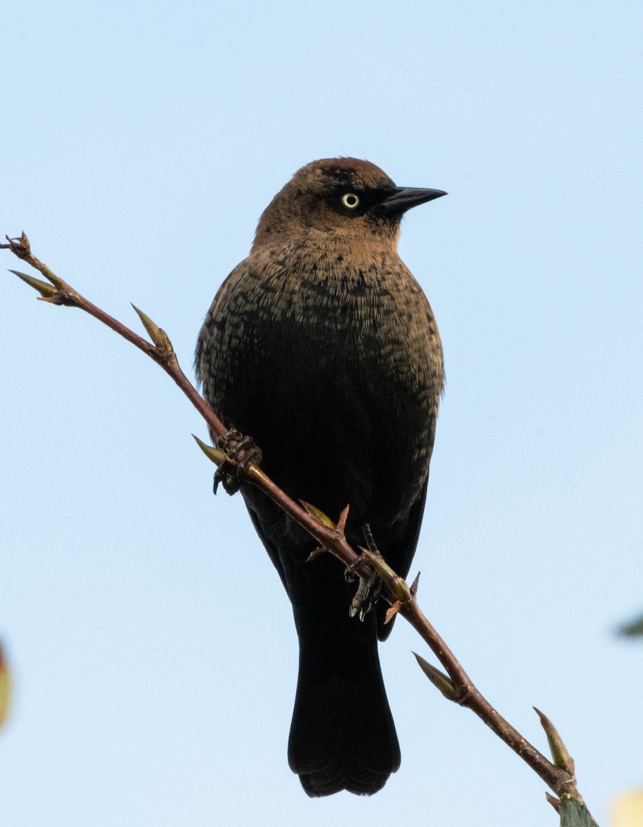kanadatrupial - ML485001061