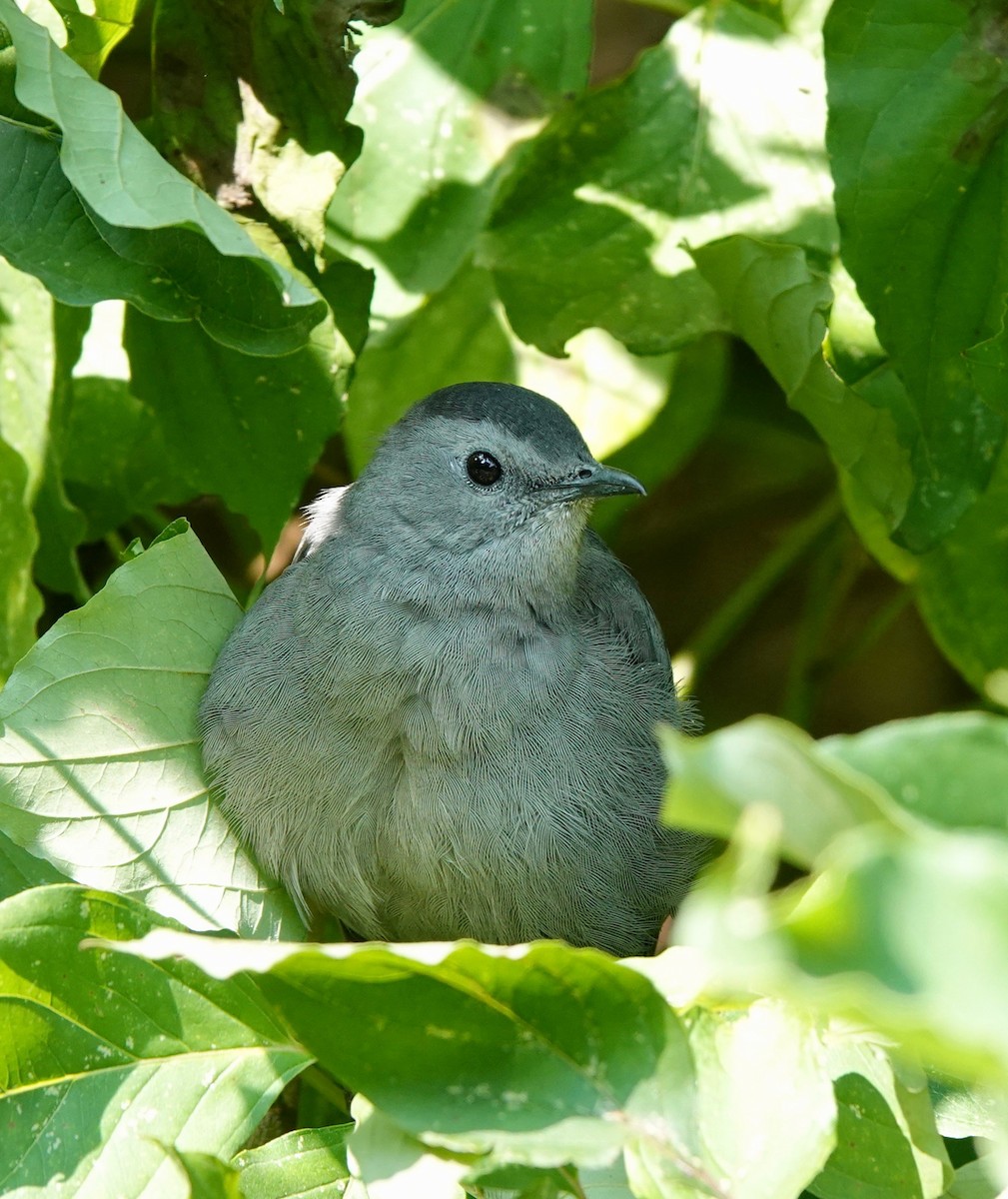 Gray Catbird - Anonymous