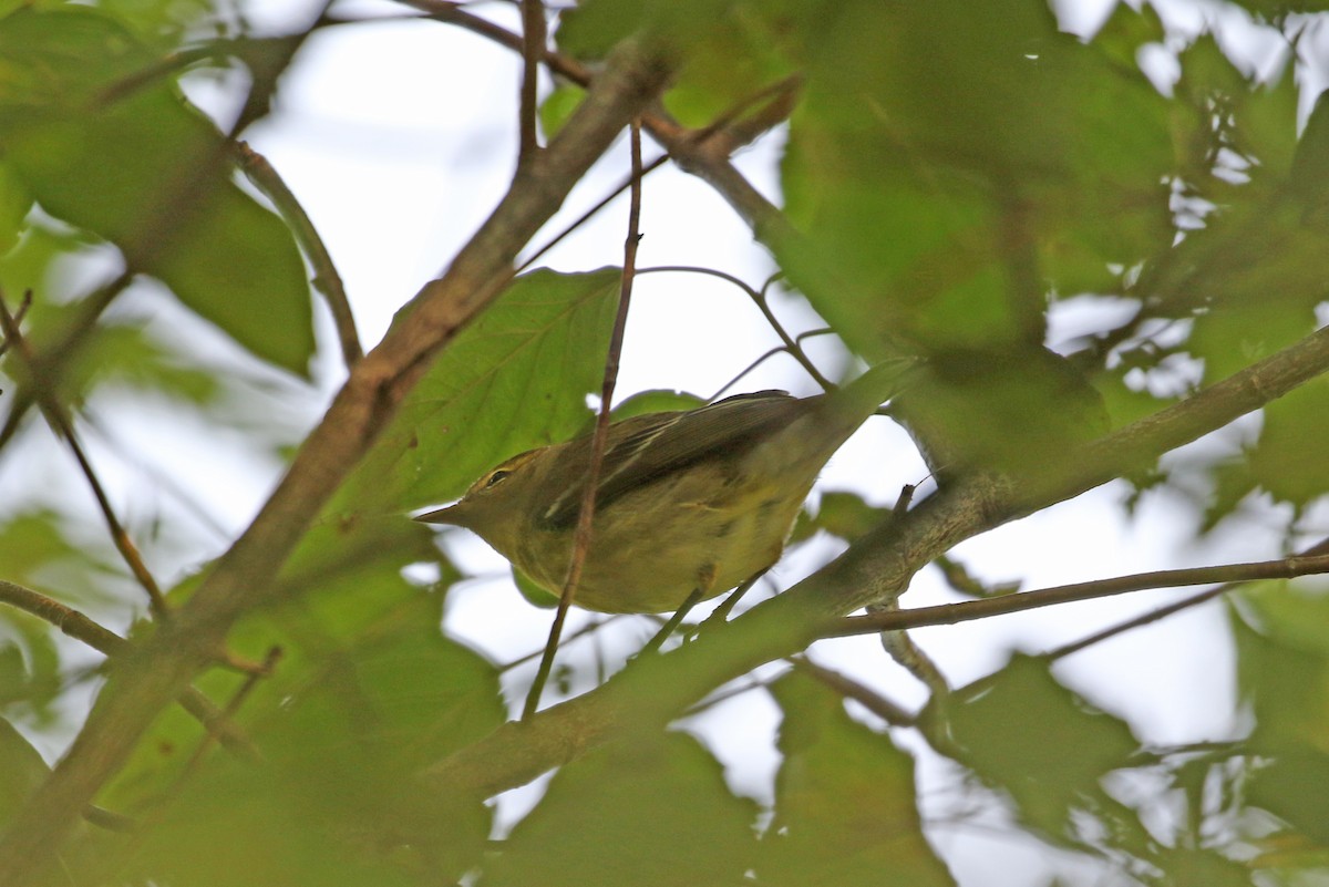 Palm Warbler - ML485003321