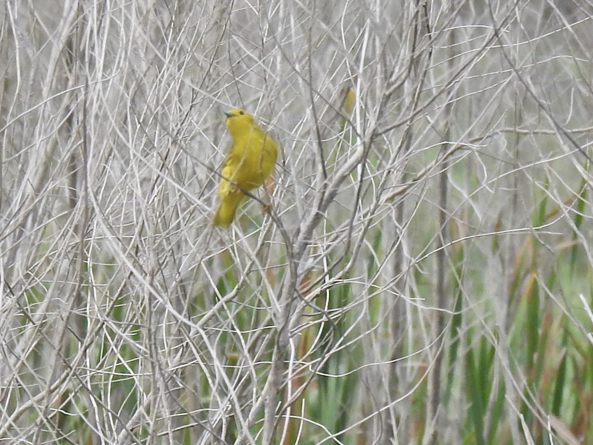 Northern Yellow Warbler - ML485003801