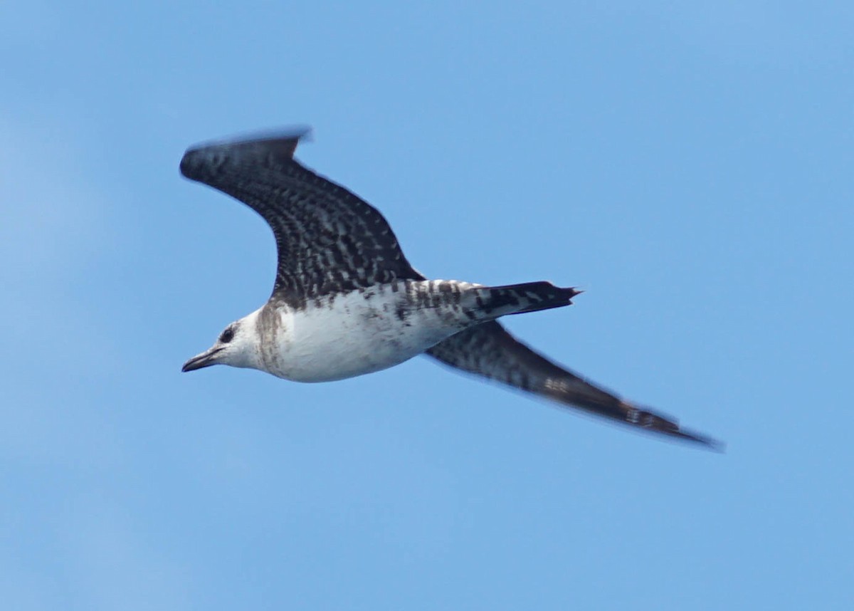 Long-tailed Jaeger - ML485004171