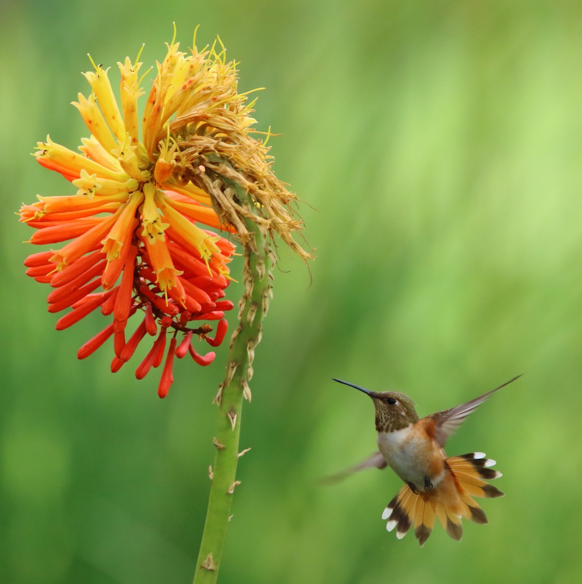 Rufous Hummingbird - ML485004901