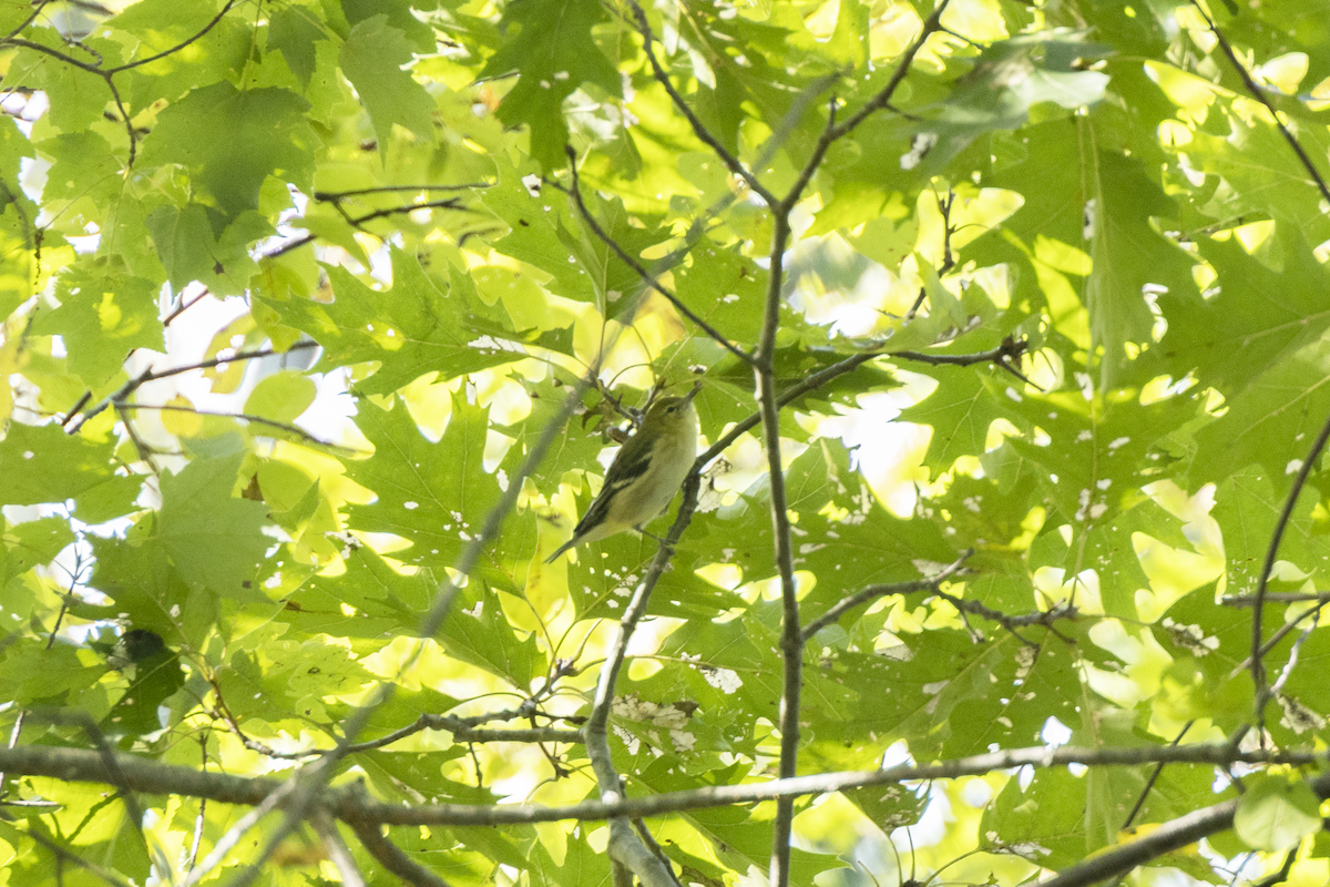 Bay-breasted Warbler - ML485006971