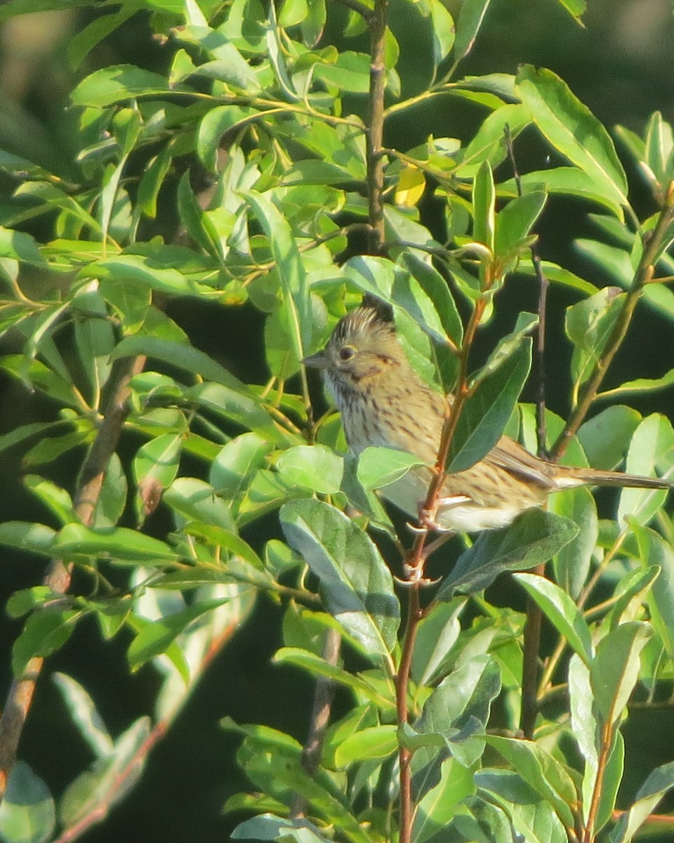 Lincoln's Sparrow - ML485007221