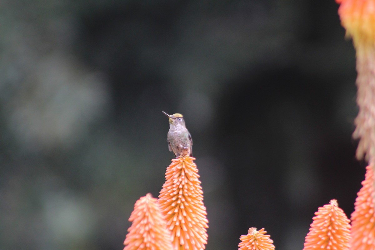 Green-backed Firecrown - ML485007471
