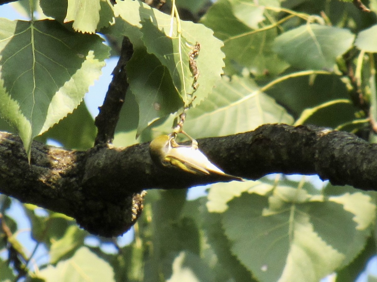 Golden-winged Warbler - ML485008281