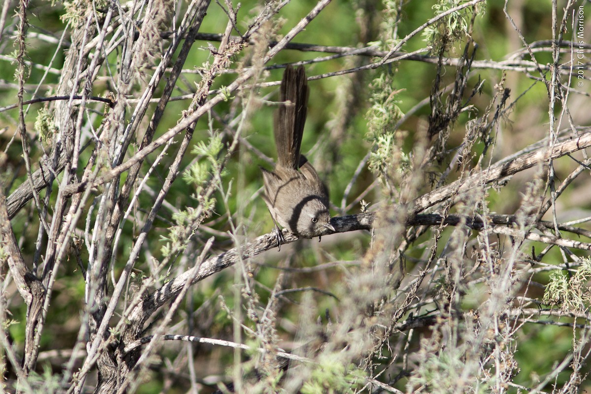 Wrentit - ML48500831