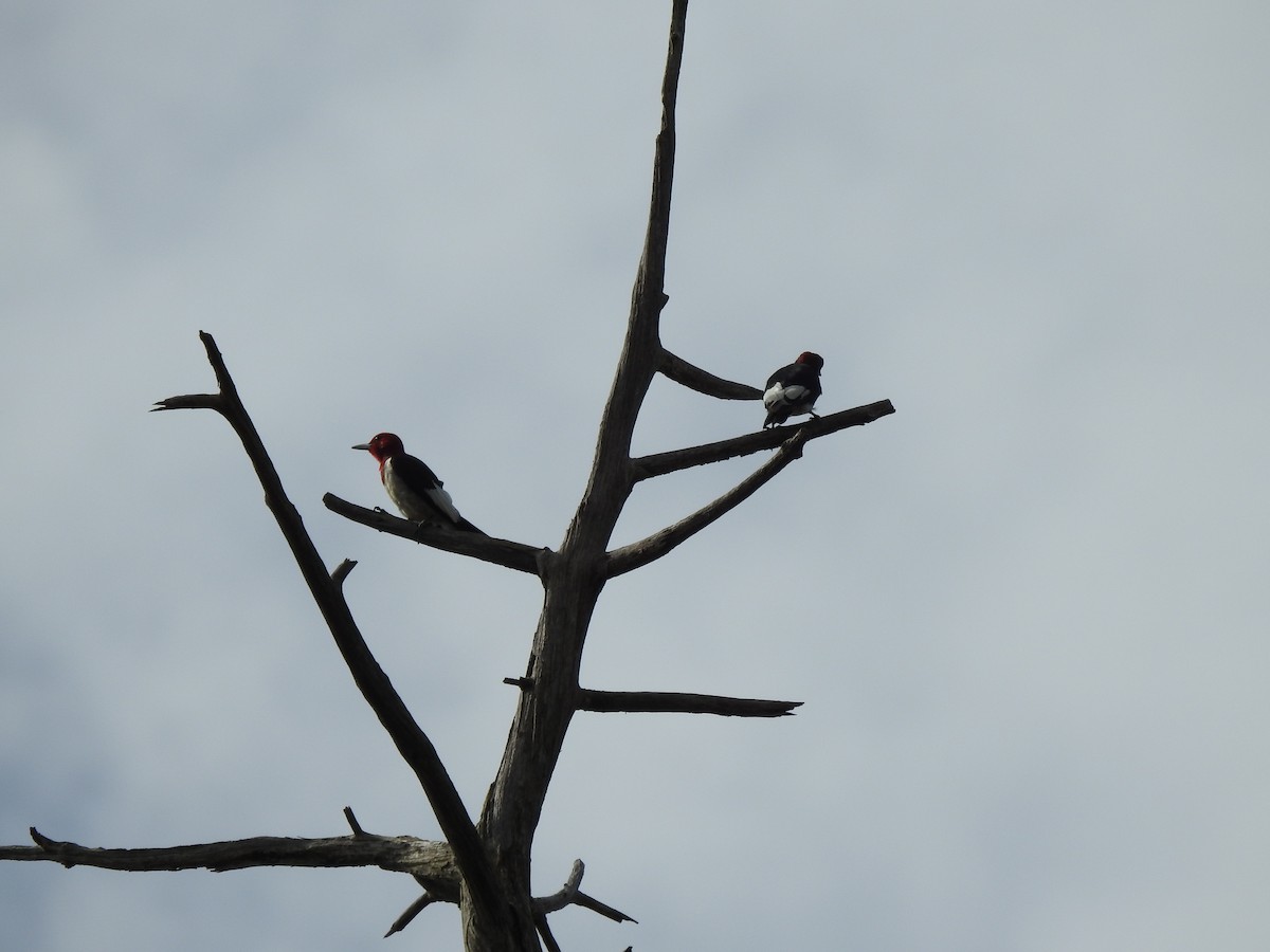 Red-headed Woodpecker - ML485008451