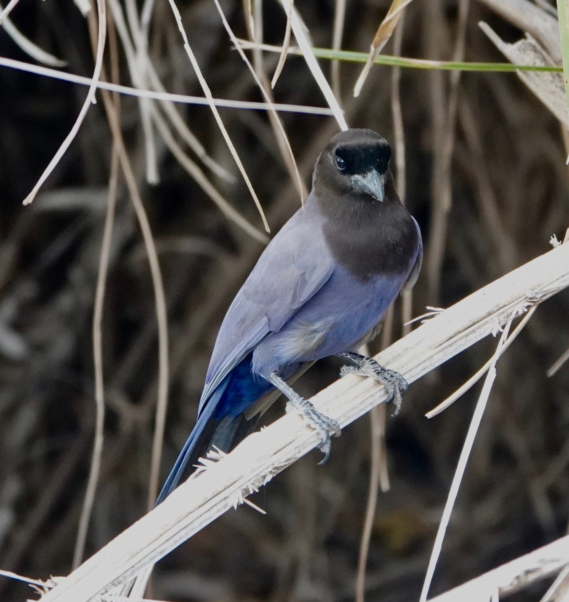 Purplish Jay - ML485011251