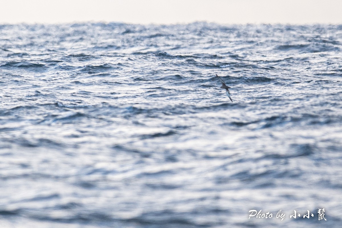 Sooty Shearwater - Hanyang Ye