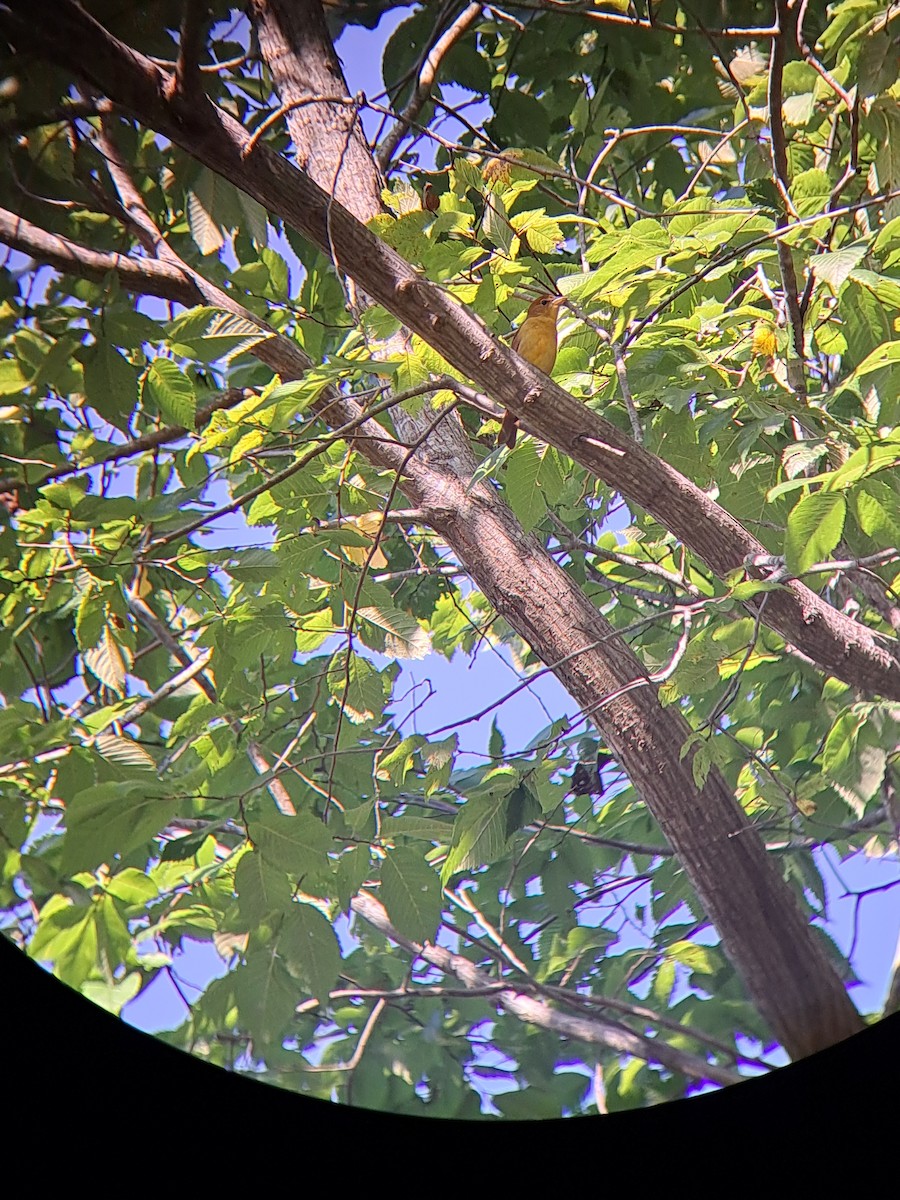 Summer Tanager - ML485012101