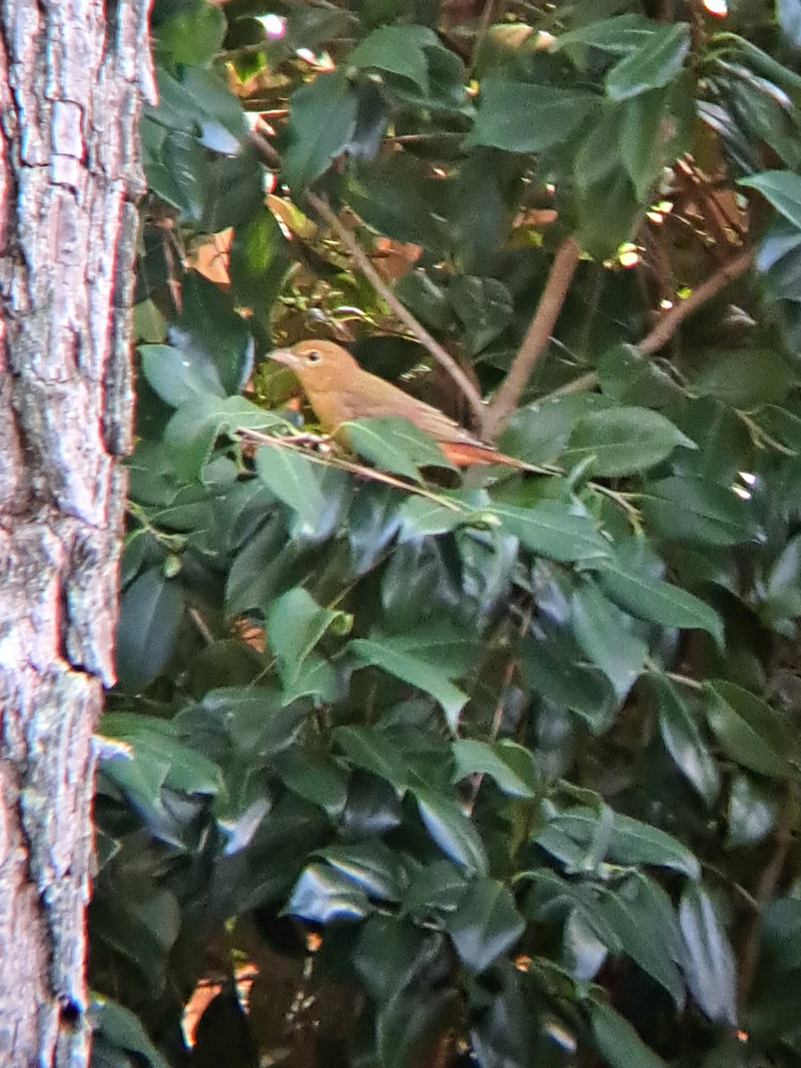 Summer Tanager - ML485012161