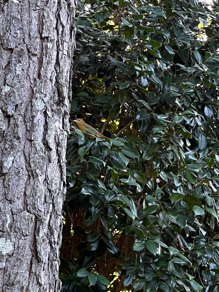 Summer Tanager - ML485012321