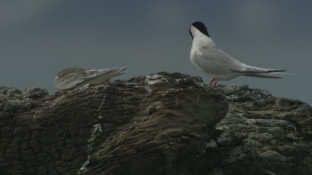 Roseate Tern - ML485014