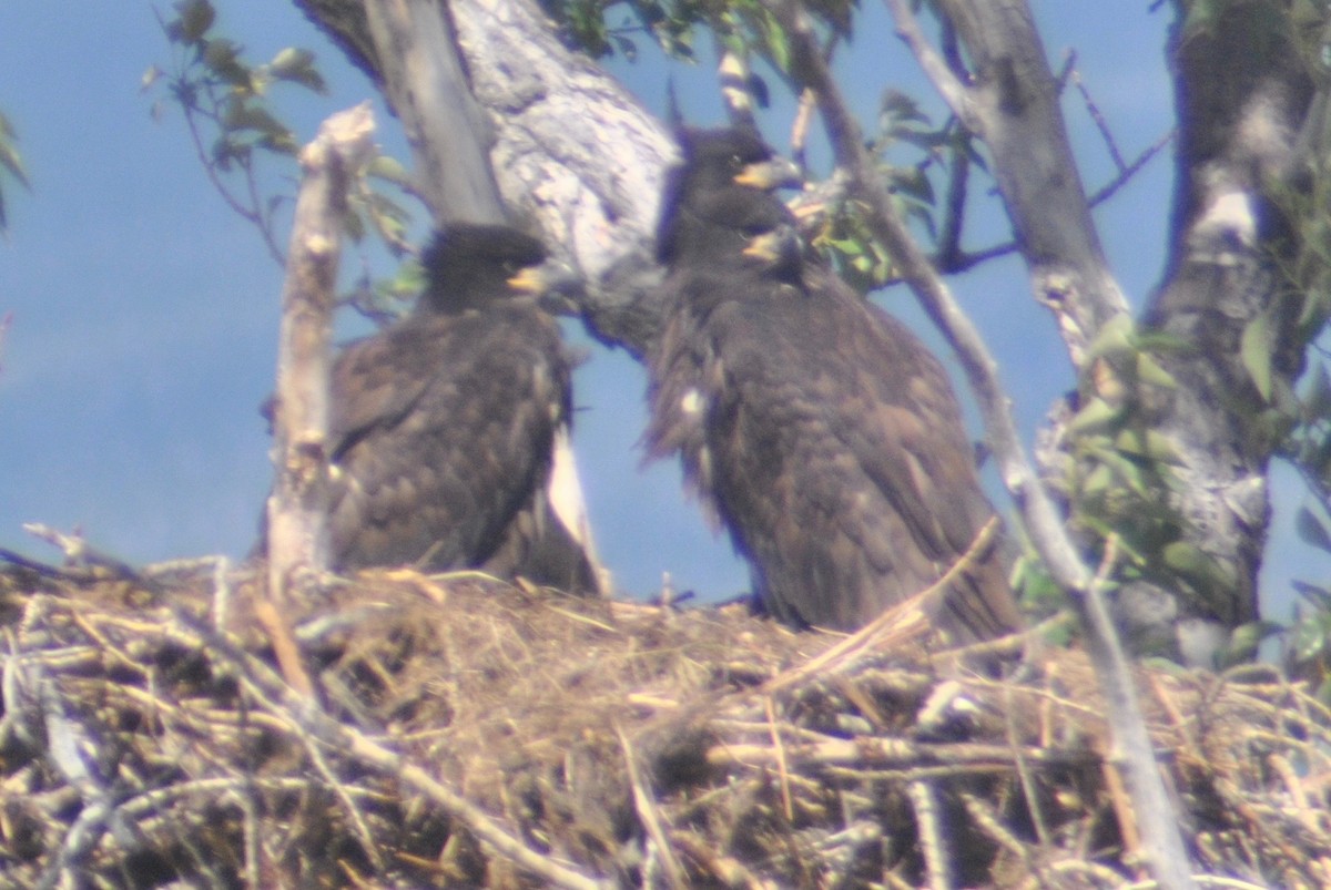 Bald Eagle - ML48501401