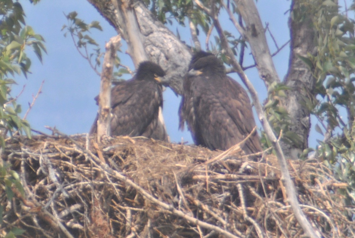 Bald Eagle - ML48501411