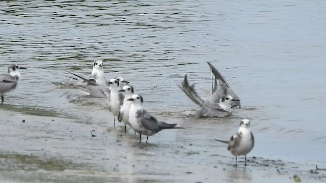 Black Tern - ML485015141