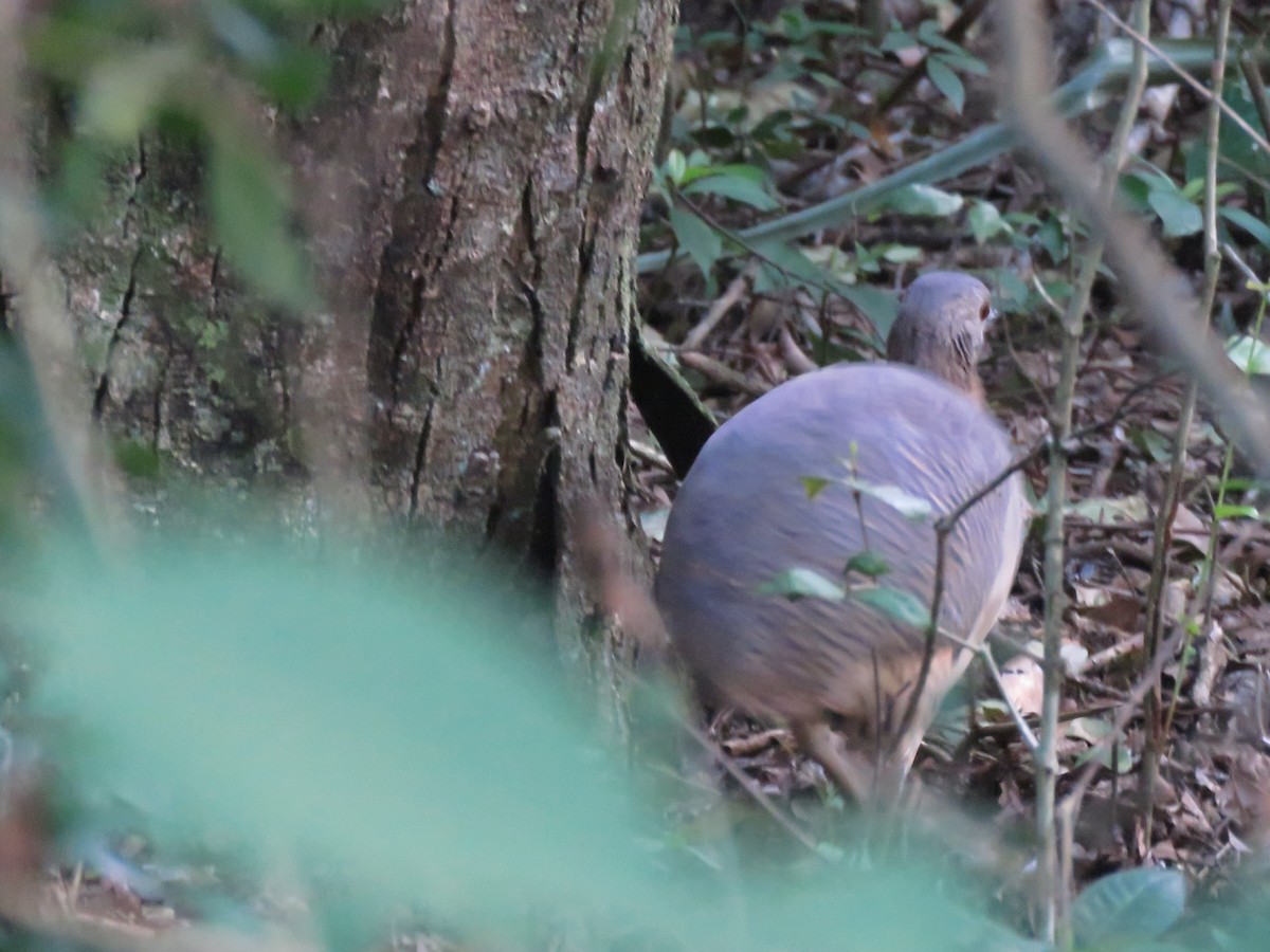 Undulated Tinamou - ML485015581