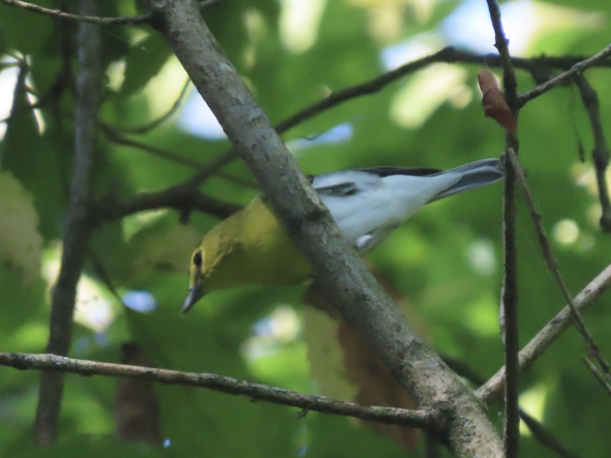 gulbrystvireo - ML485016131