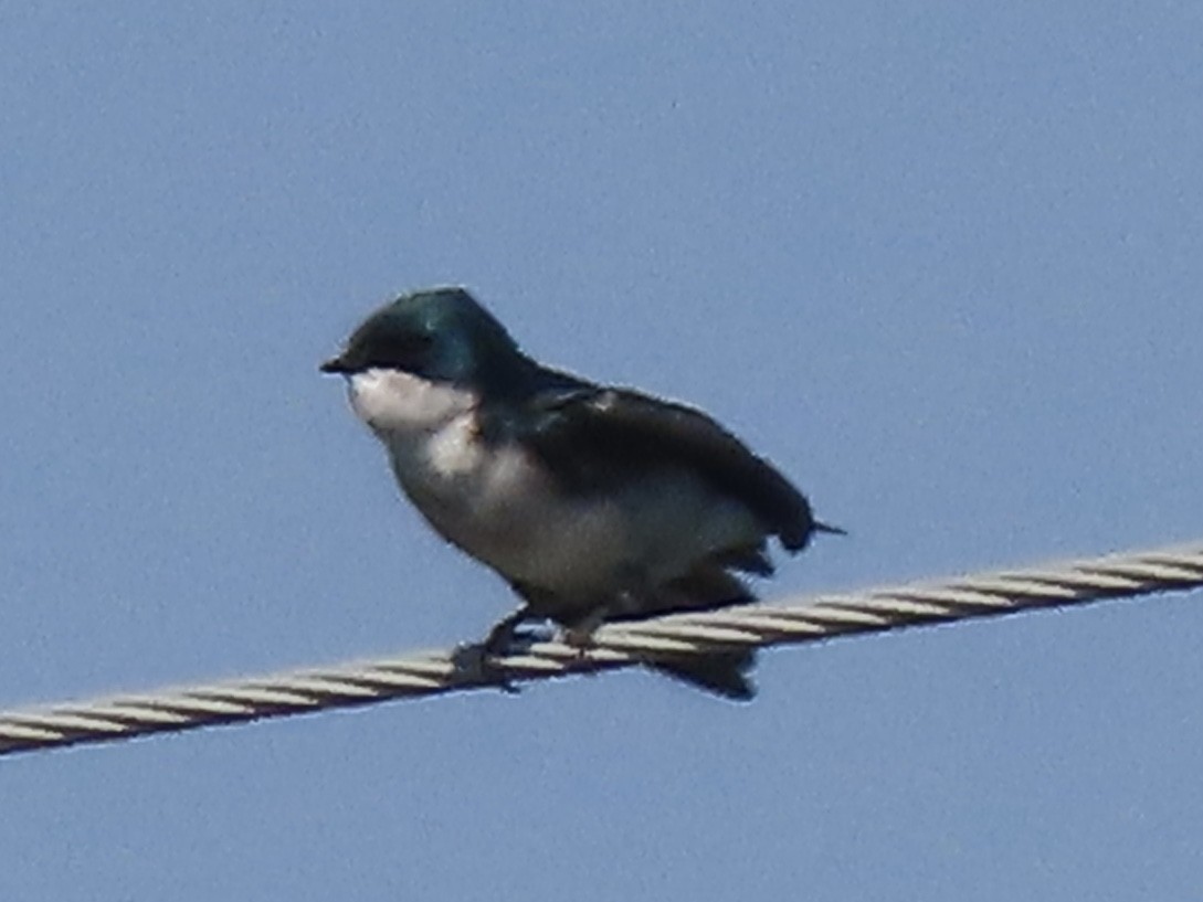 tresvale - ML485016781