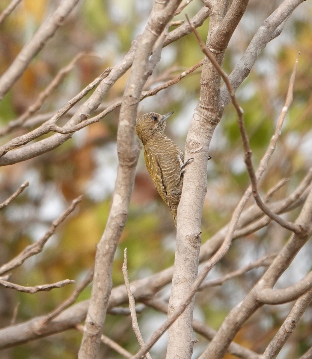 Little Woodpecker - Susan Hartley