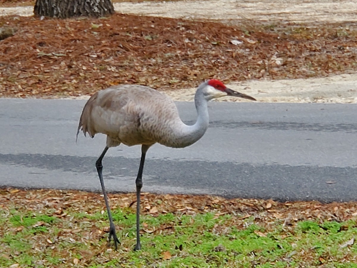 Grulla Canadiense - ML485017491