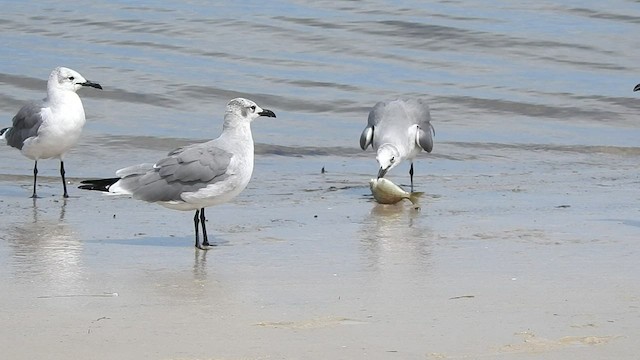 Laughing Gull - ML485017551