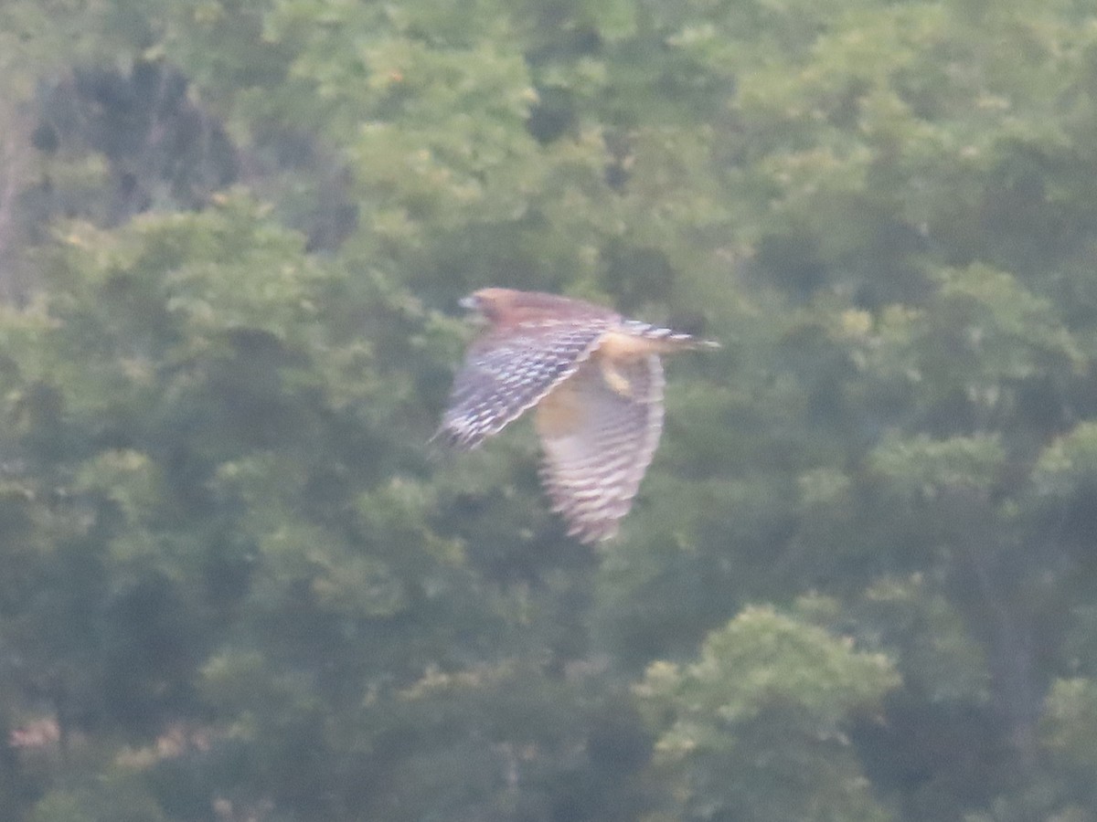 Red-shouldered Hawk - allison orsi